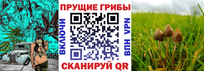 Псилоцибиновые грибы Cubensis  продажа наркотиков  Урус-Мартан 